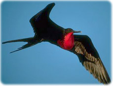 Ave Galapagos